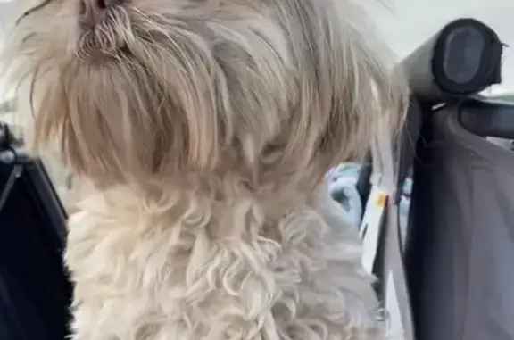 Found pets Phoenix, photo: Found: Small Brown Dog on 59th Ave