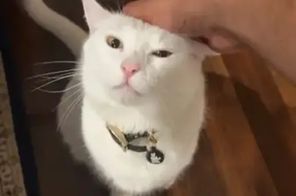 Lost White Cat with Pumpkin Eyes: Brisbane