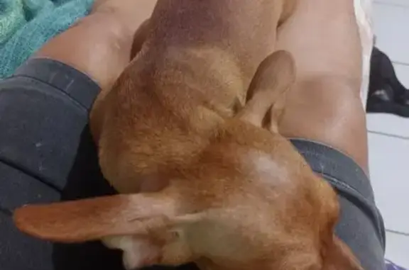 Cachorro perdido Fêmea (brl002063) - photo