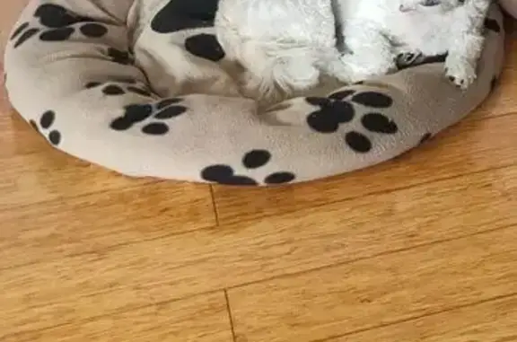 Lost pets Adelaide, photo: Lost Shih Tzu-Maltese: Betsy Missing NYE