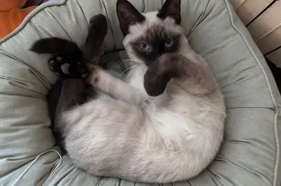 Animaux perdus , photo: Chaton siamois perdu à Corgnac-sur-l'Isle