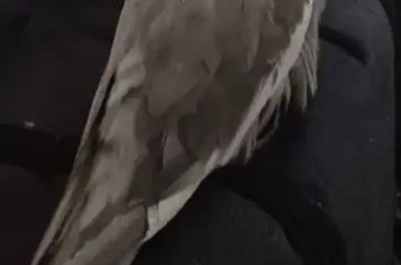 Pássaro perdido Macho (brl0020...