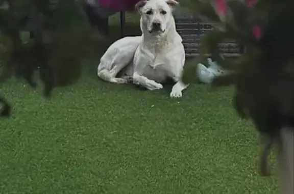 Lost Dog: Skittish, Friendly - Call Now!