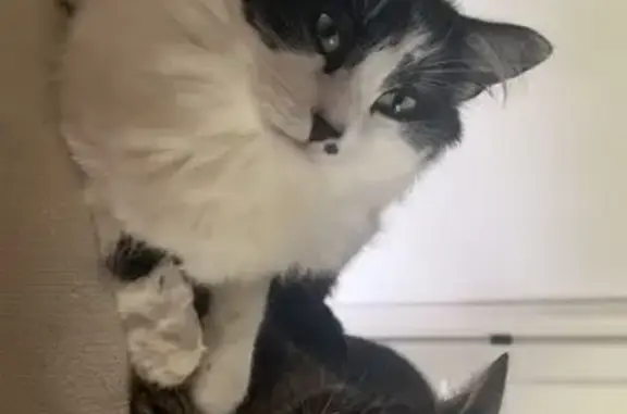 Lost Cat: Black & White, Mole Marked - photo