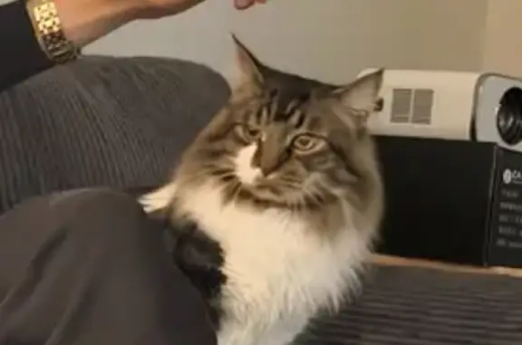 Lost cat, Schaumburg