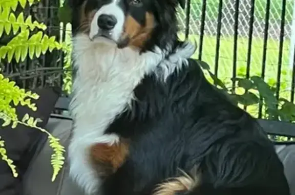 Lost Black Tri Border/Aussie in Granite