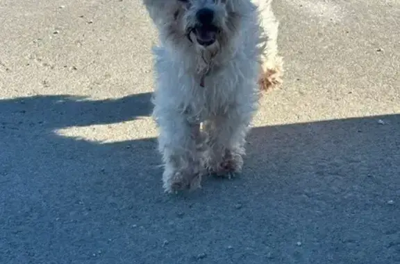 Lost and found pets Kansas City, photo: Lost Maltese Mix: Bella in Gardner, KS