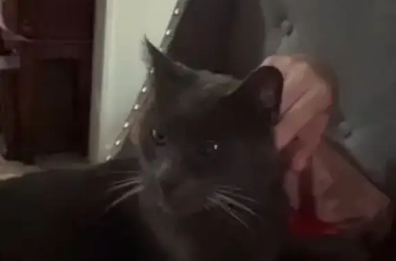 Lost Cat: Grey with Unique Eyes, Fulton - photo