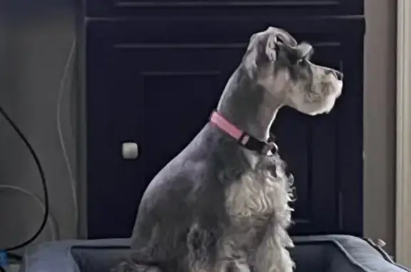 Lost and found pets Avondale, photo: Lost Dog: Black Collar & Green Shirt