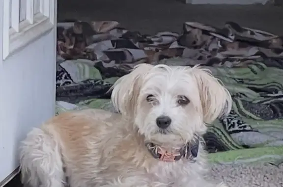 Lost Dog Alert: Benji Missing in Rogers - photo