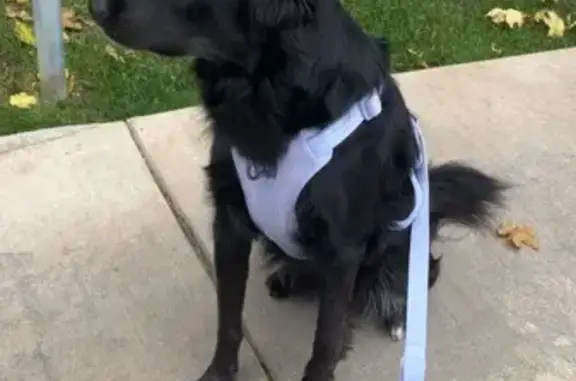 Missing dog Missoula, photo: Lost: Skittish Black Dog in Missoula