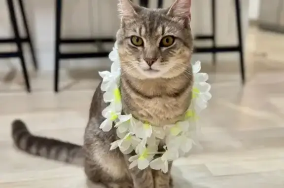 Lost Gray Cat Tommy: Help Us Find Him!