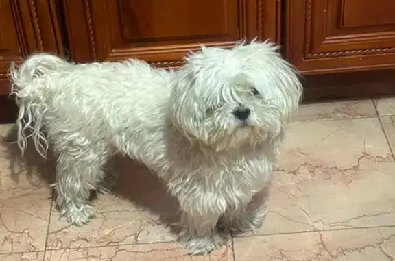 Lost and found pets , photo: Lost dog