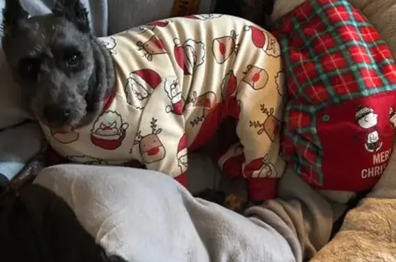 Lost Dog in Christmas Onesie: Claremore