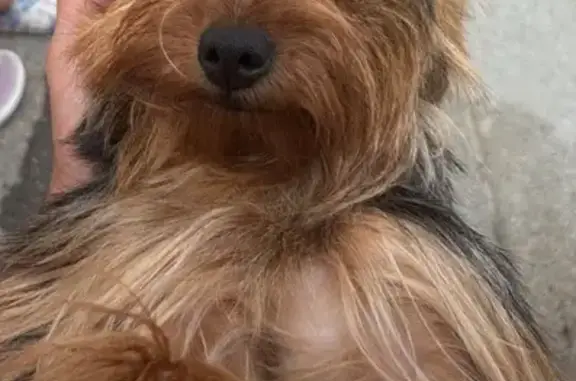 Lost dog, Woonsocket