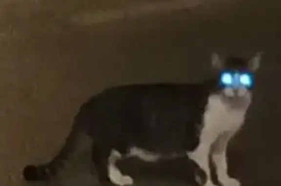 Gato Joven y Cariñoso Buscando...