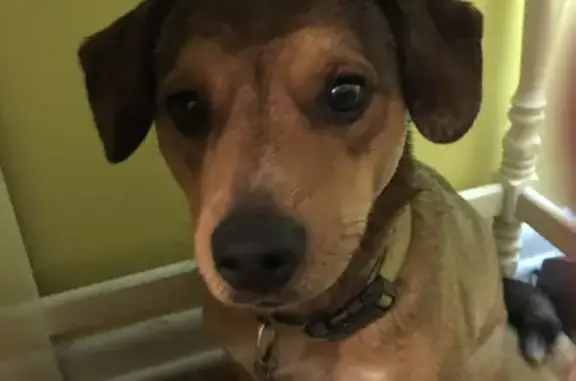 Missing dog Moselle, photo: Lost Dogs: Friendly Pair on Ovett 305