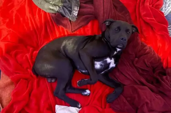 Lost Dog on Hwy 100, Putnam Hall