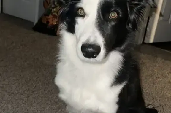 Lost Dog in Brighton - Quail Circle