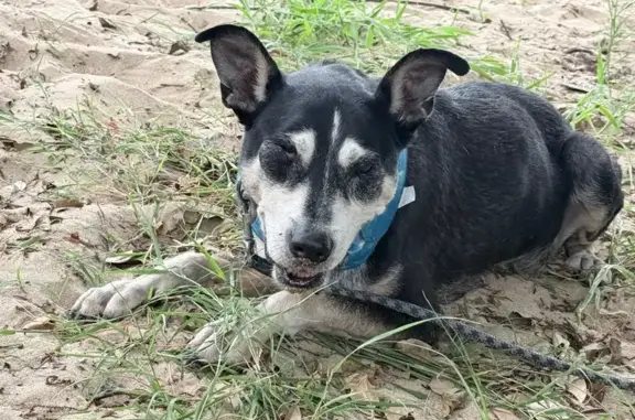 Help Find Spike: Elderly Kelpie Missing