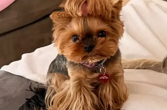 Lost Yorkie: 5lb Brown/Black, Call Now!