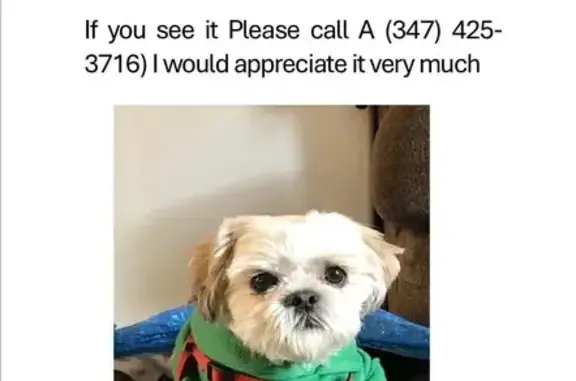 Lost and found pets New York, photo: Lost Dog: Longer Hair, Leonard St, NYC