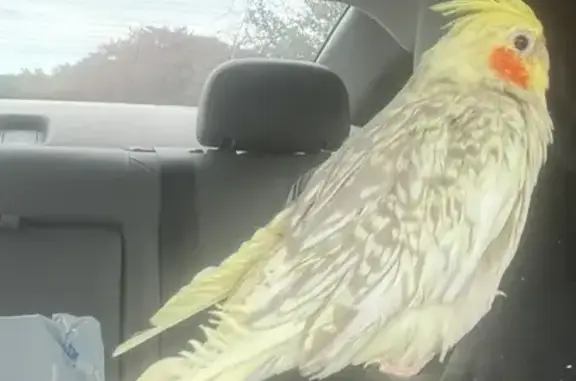 Lost and found pets USA, photo: Lost Bird: Bright Yellow Milano Found!