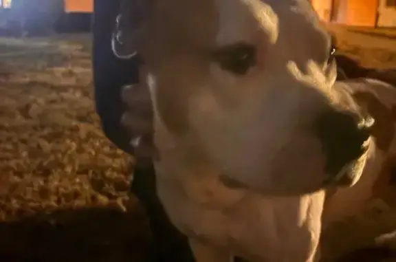 Lost and found pets Graham, photo: Found: Sweet Tan & White Boxer Mix