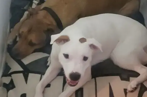 Lost Dog: White with Brown Spot, Avondale