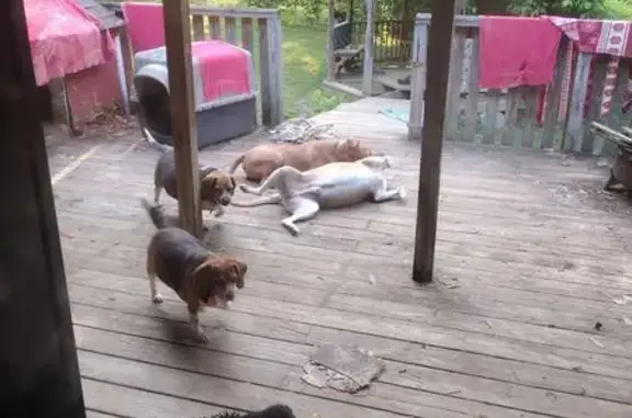 Lost Beagle: Blue Tag, 12th St NW