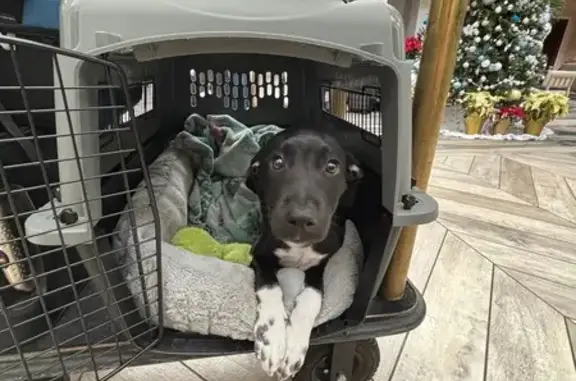 Lost Puppy: Black Coat, Pink Collar, Tampa