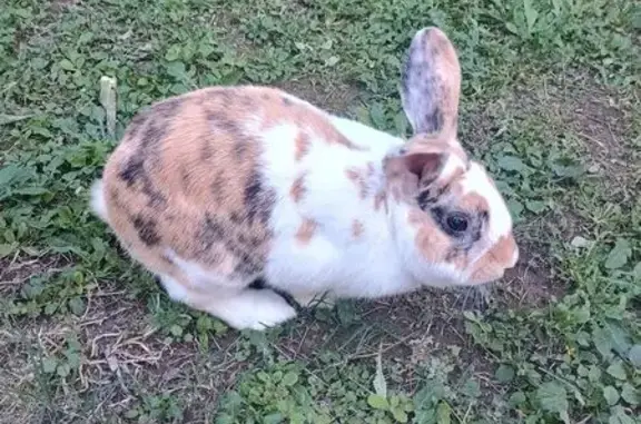 ¡Conejo Perdido en San Pedro G...