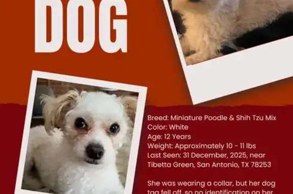 Lost Small White Dog in Tibetta Green