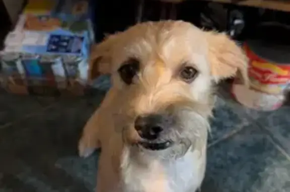 Lost Small Golden Dog in Phoenix Area