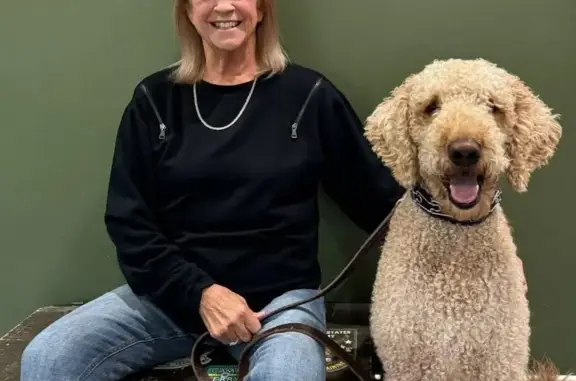 Lost 80 lb Golden Doodle in Lebanon