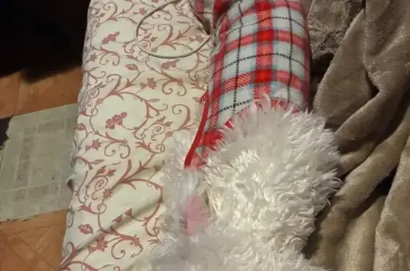 Lost 1-Year-Old Puppy Near Newkirk Plaza