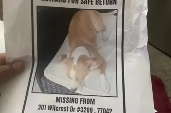 Lost Chihuahua: Reward for Safe Return! - photo