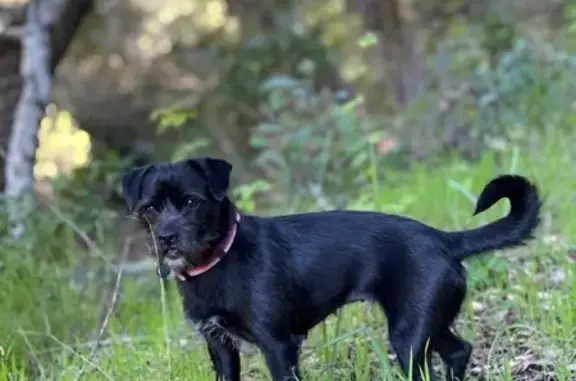 Missing dog San Jose, photo: Lost Black Mix Dog Near Cottle Rd, SJ