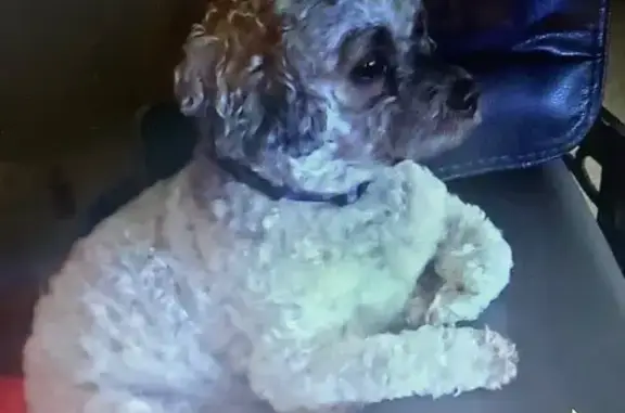 Lost Shih Tzu: D-O-G Needs Medical Help