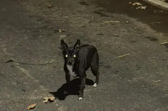 Lost and found pets North Little Rock, photo: Lost: Elderly Black Dog, Lakeview Rd