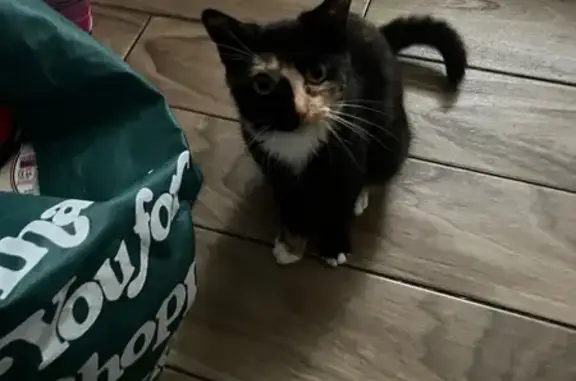 Lost Tortoiseshell Cat: Help Find Her!