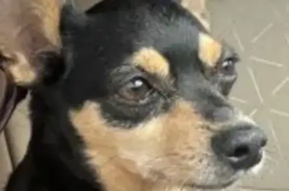 Missing dog , photo: Lost Chihuahua: Bayfield Drive, Jax