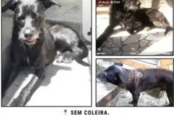 cachorro desaparecida