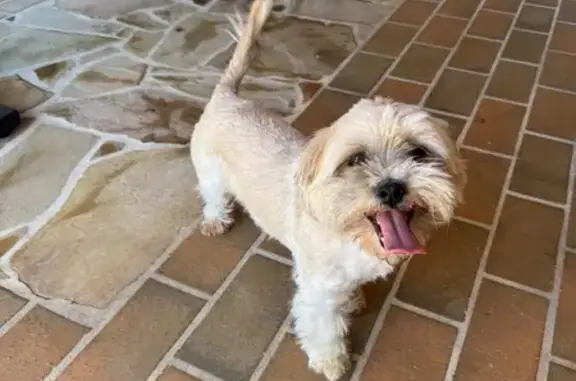 Found dog , photo: Lost & Found: Female Maltese in Victoria