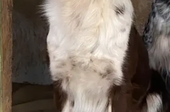 Perro Marrón Perdido en Palma: ¡Ayuda!