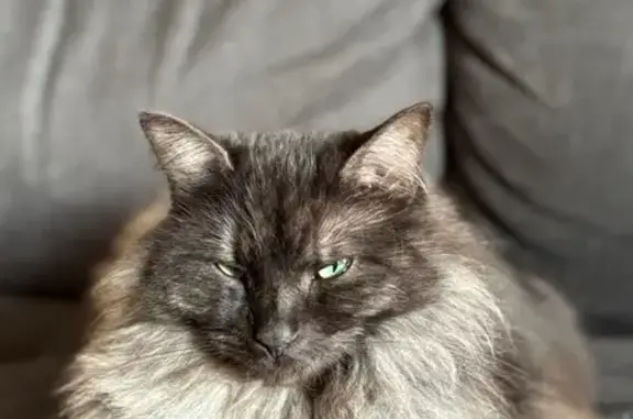 Chatte perdue à Rueil-Malmaison - photo