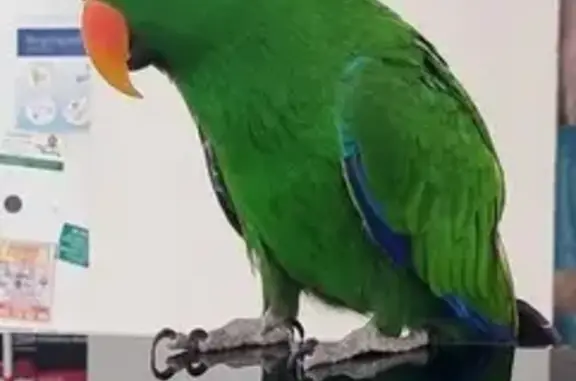 Lost Green Parrot 'Pepe' in Casey City