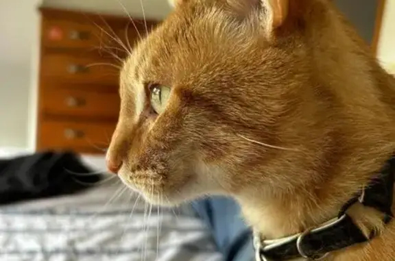 Lost Orange Tabby: Arrandale Ave, Ballarat