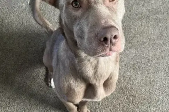 Lost and found pets Grand Blanc, photo: Lost Pitbull Husky Mix Near Grand Blanc