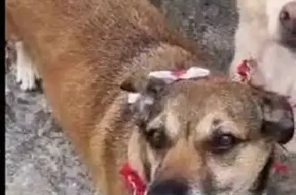 cachorro desaparecida